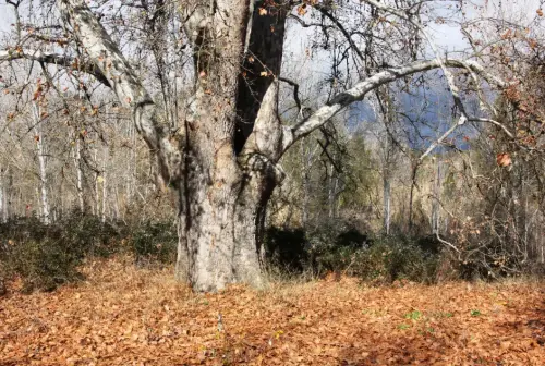 Arbol-singular-Casas-Ibanez-Platano-de-Tamayo3