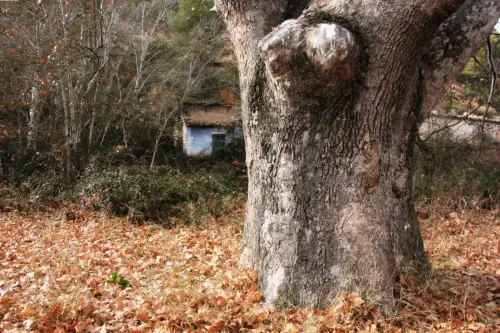 Arbol-singular-Casas-Ibanez-Platano-de-Tamayo4
