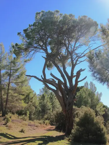 Arbol-singular-CasasolaAlcadozo-Pino-del-Guapero