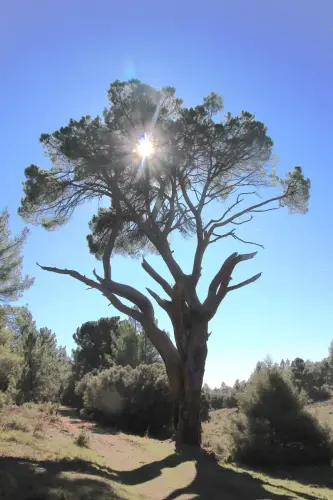 Arbol-singular-CasasolaAlcadozo-Pino-del-Guapero2