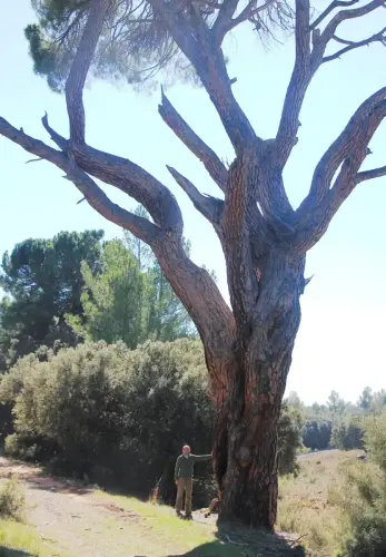 Arbol-singular-CasasolaAlcadozo-Pino-del-Guapero3