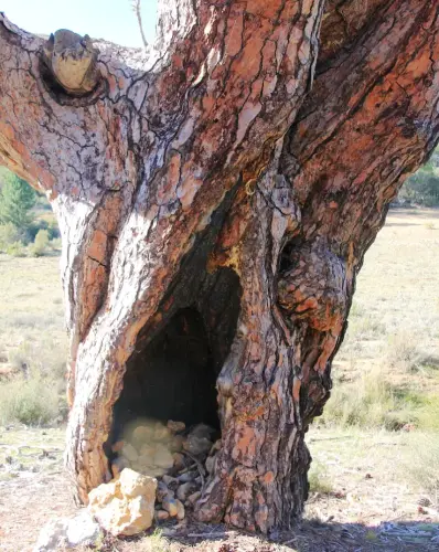 Arbol-singular-CasasolaAlcadozo-Pino-del-Guapero4