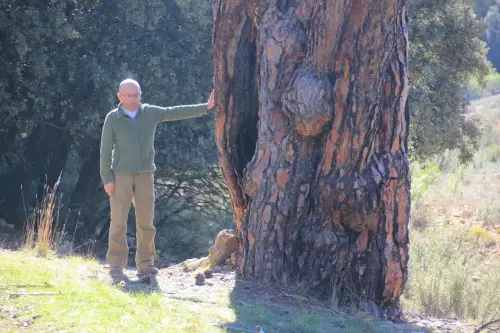 Arbol-singular-CasasolaAlcadozo-Pino-del-Guapero5