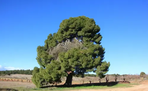 Arbol-singular-Cerrolobo-Albacete-Pino