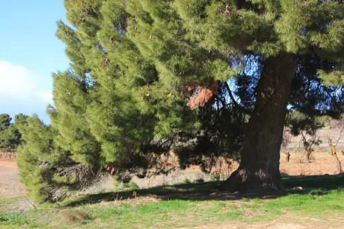 Arbol-singular-Cerrolobo-Albacete-Pino2