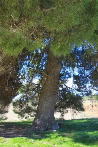 Arbol-singular-Cerrolobo-Albacete-Pino3