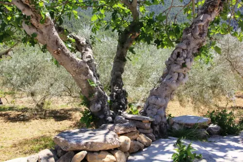 Arbol-singular-Claras-Yeste-Moreras-del-Taibilla