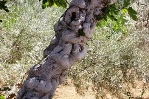 Arbol-singular-Claras-Yeste-Moreras-del-Taibilla2