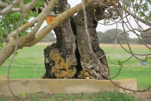 Arbol-singular-Corral-Rubio-Los-Perales