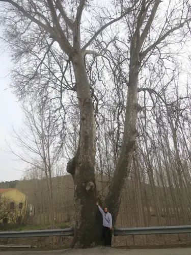 Arbol-singular-El-Jardin-Alcaraz-Platano