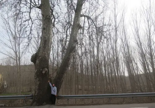 Arbol-singular-El-Jardin-Alcaraz-Platano2