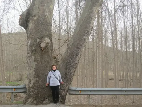 Arbol-singular-El-Jardin-Alcaraz-Platano3