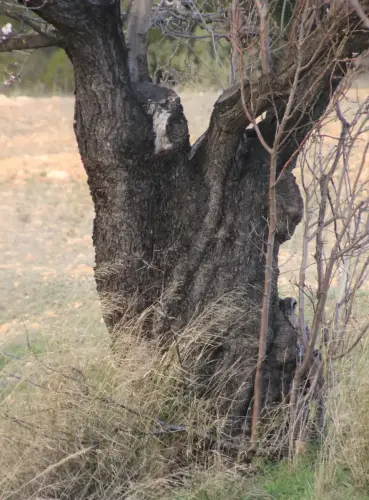 Arbol-singular-Elche-de-la-Sierra-Almendro-de-Aguas-Saladas
