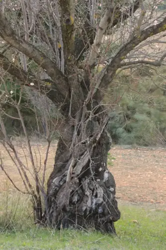 Arbol-singular-Elche-de-la-Sierra-Almendro-de-Aguas-Saladas2