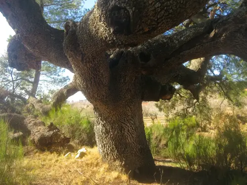 Arbol-singular-Elche-de-la-Sierra-Carrasca-del-Pozuelo