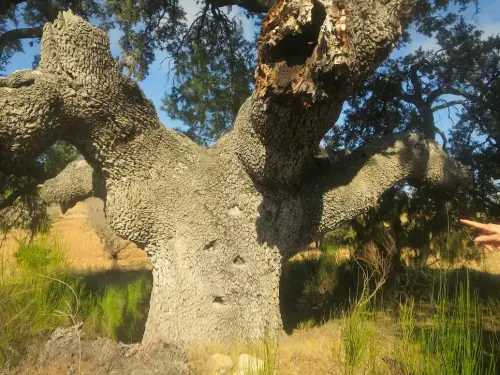 Arbol-singular-Elche-de-la-Sierra-Carrasca-del-Pozuelo2