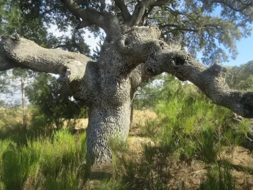 Arbol-singular-Elche-de-la-Sierra-Carrasca-del-Pozuelo3