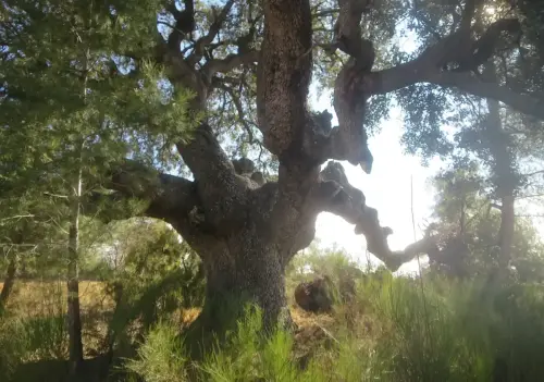 Arbol-singular-Elche-de-la-Sierra-Carrasca-del-Pozuelo4