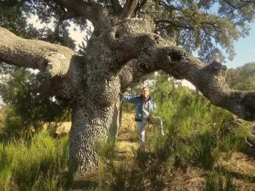Arbol-singular-Elche-de-la-Sierra-Carrasca-del-Pozuelo5