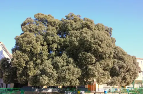 Arbol-singular-Elche-de-la-Sierra-Carrasca-del-convento
