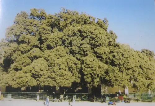 Arbol-singular-Elche-de-la-Sierra-Carrasca-del-convento2