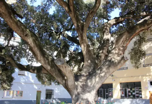 Arbol-singular-Elche-de-la-Sierra-Carrasca-del-convento3