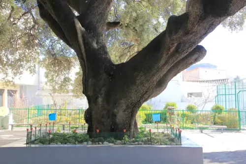 Arbol-singular-Elche-de-la-Sierra-Carrasca-del-convento4