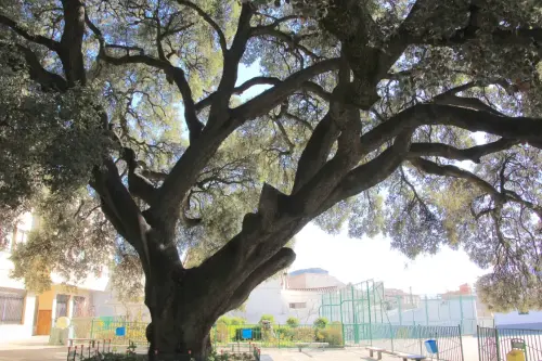 Arbol-singular-Elche-de-la-Sierra-Carrasca-del-convento5