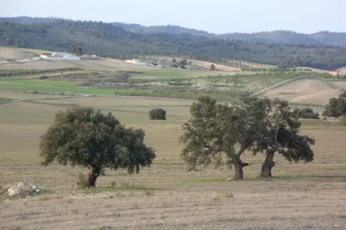Arbol-singular-Elche-de-la-Sierra-Carrascas-de-la-Casa-del-Retamar