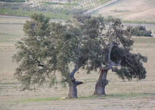 Arbol-singular-Elche-de-la-Sierra-Carrascas-de-la-Casa-del-Retamar2