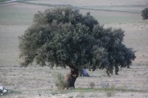 Arbol-singular-Elche-de-la-Sierra-Carrascas-de-la-Casa-del-Retamar3