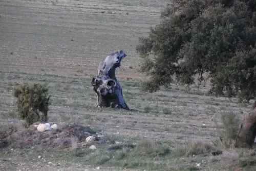 Arbol-singular-Elche-de-la-Sierra-Carrascas-de-la-Casa-del-Retamar4