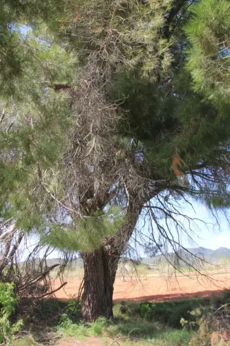 Arbol-singular-Elche-de-la-Sierra-Pino-de-Aguas-Saladas
