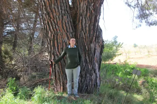 Arbol-singular-Elche-de-la-Sierra-Pino-de-Aguas-Saladas2