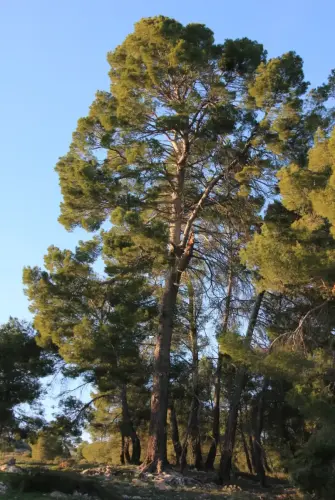Arbol-singular-Elche-de-la-Sierra-Pino-de-la-Escaraviruela