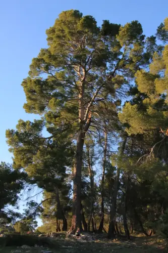 Arbol-singular-Elche-de-la-Sierra-Pino-de-la-Escaraviruela2