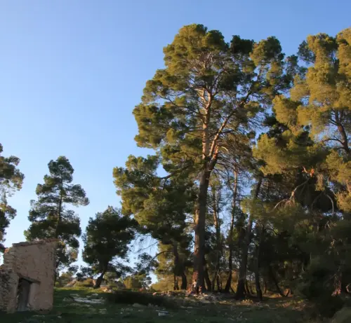 Arbol-singular-Elche-de-la-Sierra-Pino-de-la-Escaraviruela3