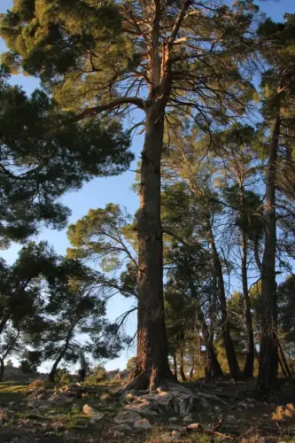 Arbol-singular-Elche-de-la-Sierra-Pino-de-la-Escaraviruela4