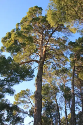 Arbol-singular-Elche-de-la-Sierra-Pino-de-la-Escaraviruela5