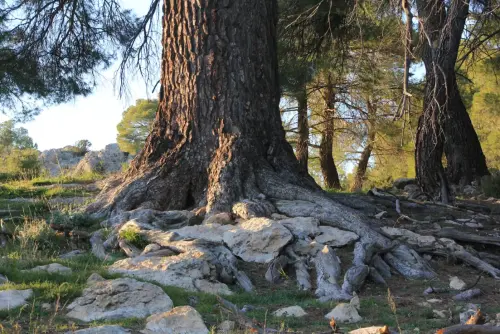 Arbol-singular-Elche-de-la-Sierra-Pino-de-la-Escaraviruela6