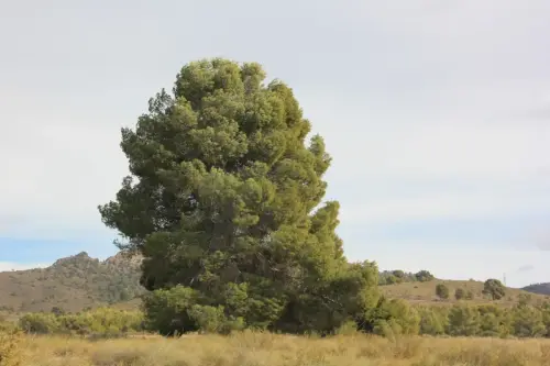Arbol-singular-Elche-de-la-Sierra-Pino-de-la-Rambla-de-Las-Tinajas