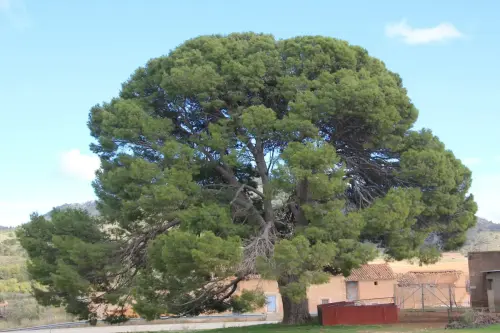 Arbol-singular-Elche-de-la-Sierra-Pino-del-Derramadero