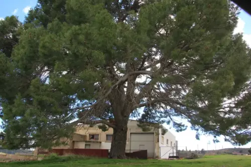 Arbol-singular-Elche-de-la-Sierra-Pino-del-Derramadero2