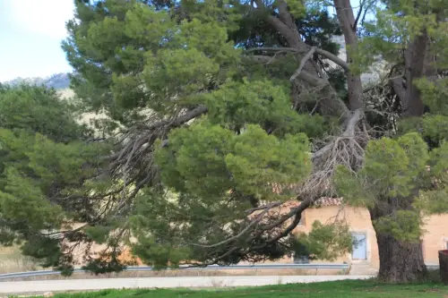 Arbol-singular-Elche-de-la-Sierra-Pino-del-Derramadero3