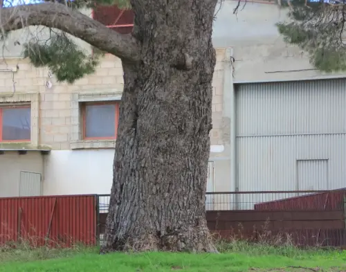 Arbol-singular-Elche-de-la-Sierra-Pino-del-Derramadero4