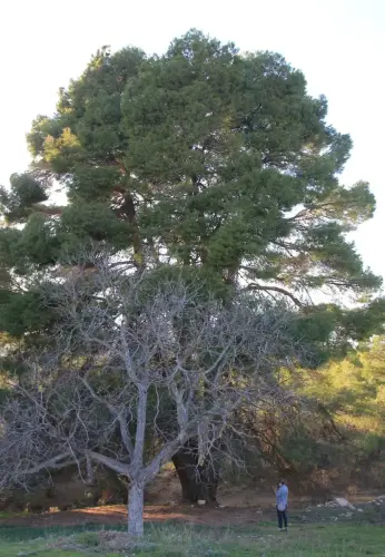 Arbol-singular-Elche-de-la-Sierra-Pino-del-cortijo-de-Camacho