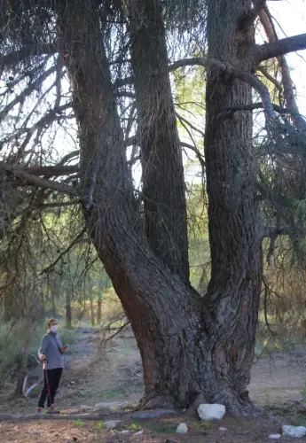 Arbol-singular-Elche-de-la-Sierra-Pino-del-cortijo-de-Camacho2