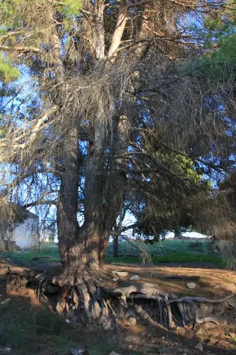 Arbol-singular-Elche-de-la-Sierra-Pino-del-cortijo-de-Camacho3