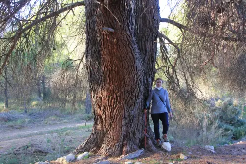Arbol-singular-Elche-de-la-Sierra-Pino-del-cortijo-de-Camacho4