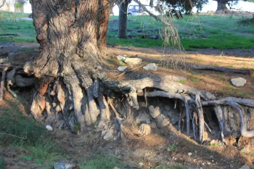 Arbol-singular-Elche-de-la-Sierra-Pino-del-cortijo-de-Camacho5